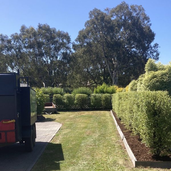 Backyard Hedge and Mow