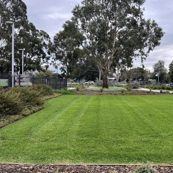 Mowed Lawn
